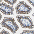 Immunohistochemical staining of human small intestine shows strong membranous positivity in glandular cells.