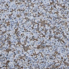 Immunohistochemical staining of human pancreas shows strong membranous positivity in exocrine glandular cells.