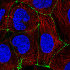 Anti-OCLN Antibody