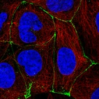 Immunofluorescence staining of CACO-2 cells using the Anti-OCLN monoclonal antibody, showing specific staining in cell junctions in green. Microtubule- and nuclear probes are visualized in red and blue, respectively (where available).