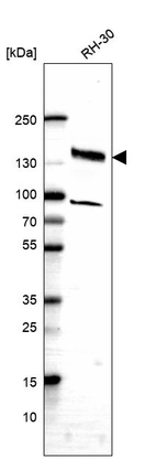 Anti-SLF2 Antibody