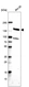 Anti-SLF2 Antibody
