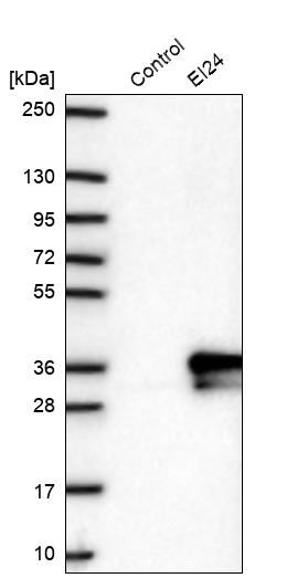 Anti-EI24 Antibody