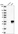 Anti-EI24 Antibody