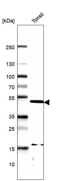 Anti-PAX5 Antibody