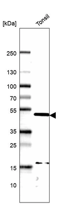 Anti-PAX5 Antibody