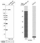 Western blot analysis in human cell lines SK-MEL-30 and Caco-2 using Anti-MYO5A antibody. Corresponding MYO5A RNA-seq data are presented for the same cell lines. Loading control: Anti-HDAC1.