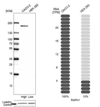 Western blot analysis in human cell lines Caco-2 and HEK293 using Anti-RAPH1 antibody. Corresponding RAPH1 RNA-seq data are presented for the same cell lines. Loading control: Anti-COX4I1.