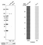 Western blot analysis in human cell lines U-251MG and PC-3 using Anti-FAM83G antibody. Corresponding FAM83G RNA-seq data are presented for the same cell lines. Loading control: Anti-HDAC1.