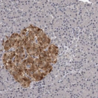 Immunohistochemical staining of human pancreas shows strong cytoplasmic and nuclear positivity in islets of Langerhans.