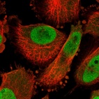 Immunofluorescent staining of human cell line U-251 MG shows localization to nucleoplasm & cytosol.