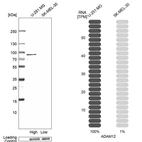 Western blot analysis in human cell lines U-251MG and SK-MEL-30 using Anti-ADAM12 antibody. Corresponding ADAM12 RNA-seq data are presented for the same cell lines. Loading control: Anti-HDAC1.