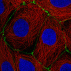 Immunofluorescence staining of CACO-2 cells using the Anti-OCLN monoclonal antibody, showing specific staining in cell junctions in green. Microtubule- and nuclear probes are visualized in red and blue, respectively (where available).