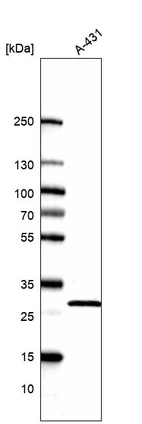 Western blot analysis in human cell line A-431.