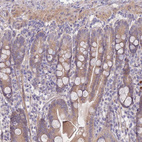 Immunohistochemical staining of human small intestine shows moderate cytoplasmic positivity in glandular cells.
