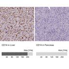 Anti-CD14 Antibody