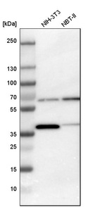Western blot analysis in mouse cell line NIH-3T3 and rat cell line NBT-II.