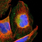 Immunofluorescent staining of human cell line U-2 OS shows localization to plasma membrane & cytosol.
