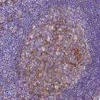 Immunohistochemical staining of human tonsil shows moderate to strong membranous positivity in germinal center cells.
