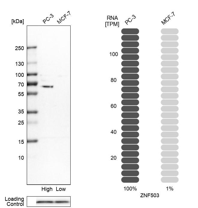 Anti-ZNF503 Antibody