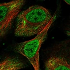 Immunofluorescent staining of human cell line U-2 OS shows localization to nucleoplasm & cytosol.