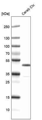Western blot analysis in mouse cerebral cortex tissue.