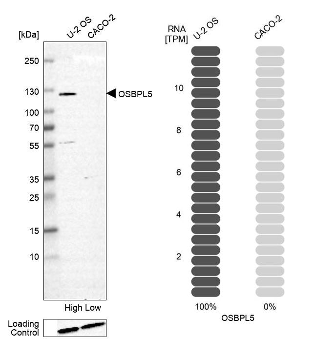 Anti-OSBPL5 Antibody