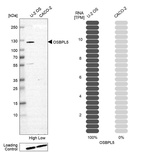 Anti-OSBPL5 Antibody