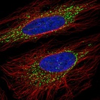 Immunofluorescent staining of human cell line HeLa shows localization to vesicles.