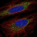 Immunofluorescent staining of human cell line HeLa shows localization to vesicles.
