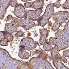 Immunohistochemical staining of human placenta shows weak to moderate cytoplasmic positivity in trophoblastic cells.