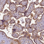Immunohistochemical staining of human placenta shows weak to moderate cytoplasmic positivity in trophoblastic cells.