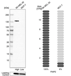 Western blot analysis in human cell lines SK-MEL-30 and MCF-7 using Anti-FNIP2 antibody. Corresponding FNIP2 RNA-seq data are presented for the same cell lines. Loading control: Anti-PFN1.