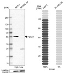 Western blot analysis in human cell lines MCF-7 and SK-MEL-30 using Anti-FOXA1 antibody. Corresponding FOXA1 RNA-seq data are presented for the same cell lines. Loading control: Anti-PFN1.