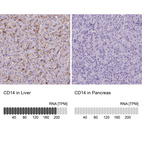 Anti-CD14 Antibody