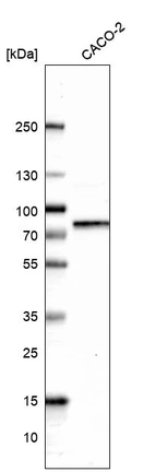 Western blot analysis in human cell line CACO-2.