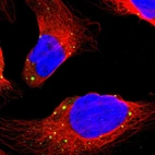Immunofluorescent staining of human cell line U-2 OS shows localization to cytoplasmic bodies.