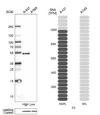 Anti-F3 Antibody