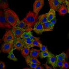 Immunofluorescent staining of human cell line A-431 using Anti-F3 antibody HPA049292, showing protein localization to plasma membrane & vesicles (green). Microtubule and nuclear probes are visualized in red and blue, respectively (where available).