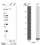 Western blot analysis in human cell lines MCF-7 and HeLa using Anti-DOCK6 antibody. Corresponding DOCK6 RNA-seq data are presented for the same cell lines. Loading control: Anti-HSP90B1.
