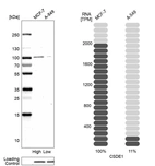 Western blot analysis in human cell lines MCF-7 and A-549 using Anti-CSDE1 antibody. Corresponding CSDE1 RNA-seq data are presented for the same cell lines. Loading control: Anti-PPIB.