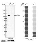 Western blot analysis in human cell lines A-431 and HeLa using Anti-SLC9A1 antibody. Corresponding SLC9A1 RNA-seq data are presented for the same cell lines. Loading control: Anti-PPIB.