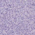 Immunohistochemical staining of human pancreas shows no positivity in exocrine glandular cells as expected.