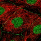 Immunofluorescent staining of human cell line CACO-2 shows localization to nucleoplasm & cell junctions.