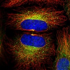 Immunofluorescent staining of human cell line HeLa shows localization to cytokinetic bridge & vesicles.