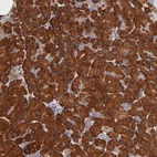 Immunohistochemical staining of human pancreas shows strong cytoplasmic positivity in exocrine glandular cells.