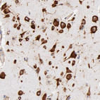 Anti-RPL27 Antibody