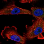 Immunofluorescent staining of human cell line U-251 MG shows localization to centrosome.