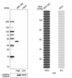 Anti-JUN Antibody