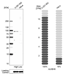 Western blot analysis in human cell lines U-251MG and HeLa using Anti-ALKBH8 antibody. Corresponding ALKBH8 RNA-seq data are presented for the same cell lines. Loading control: Anti-GAPDH.